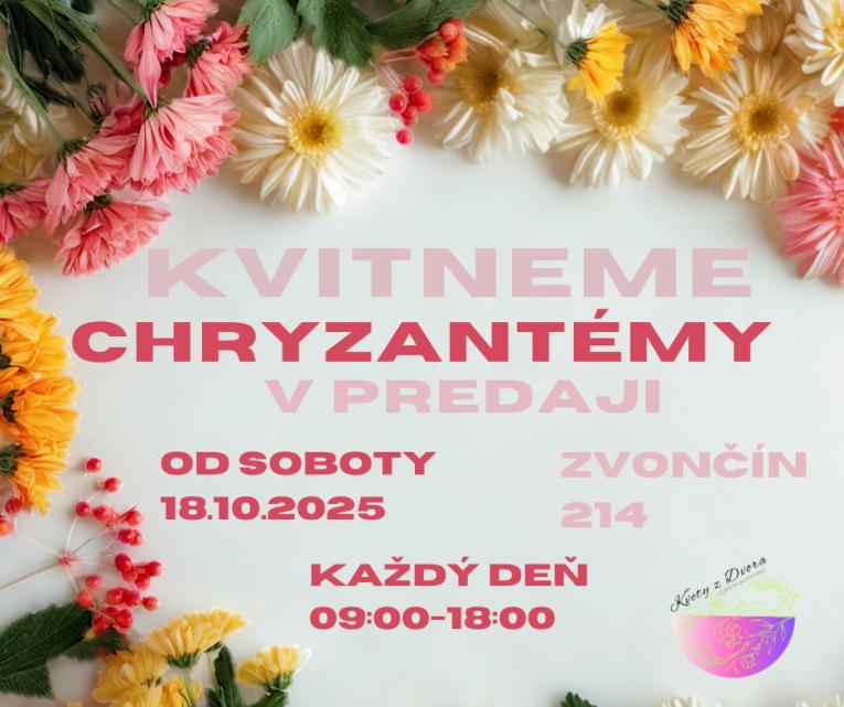 chryzantemy
